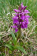 Petit orchis de mai