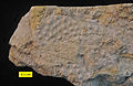 Phaenopora superba, a bryozoan from the Brassfield Formation.