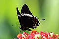 Papilio pelaus (Prickly-ash Swallowtail)