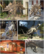 Stegosauria Infobox Panoply.png