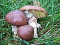 Suillus luteus Fam. Suillaceae