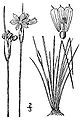 Sisyrinchium campestre