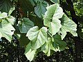 Toricellia angulata var. intermedia