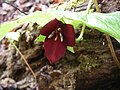 Trillium sulcatum