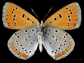 Lycaena dispar ♀ △