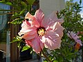 * Nomination Pink Hibiscus in Private Garden of Farm Palace, Peterhof, Saint Petersburg, Russia. --Екатерина Борисова 00:41, 15 October 2024 (UTC) * Promotion Good quality. --Jacek Halicki 00:44, 15 October 2024 (UTC)