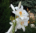 Lilium candidum