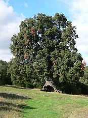 Mendaza, Navarra, Spain. Name: Tres patas - Drei Beine - Three Legs