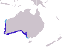 Neophoca cinerea distribution.png