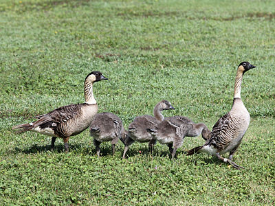 Nene, familio