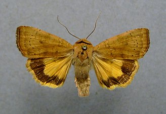 Rödbrunt bandfly, Noctua interjecta