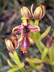 Ophrys regis-ferdinandii