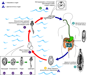 Життєвий цикл Opisthorchis felineus