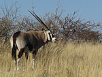 Etosha, Namibia