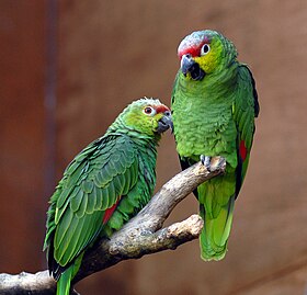 Casal no Zoo de Chester