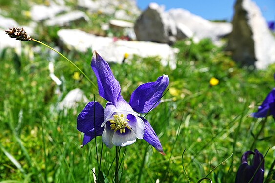 Aquilegia alpina in Vanoise