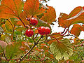 Viburnum opulus