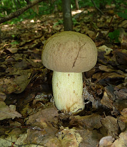 Boletus impolitus (Iodine Bolete)