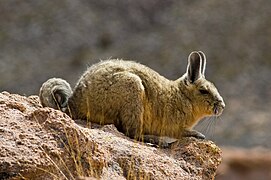 Lagidium viscacia (Chinchillidae)