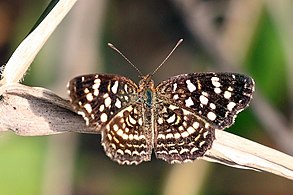 A. f. hermas, Brazil