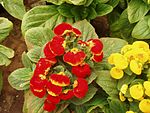 Gulşimika malê (Calceolaria Herbeohybrida)