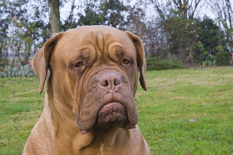 File:Dogue de Bordeaux serious.jpg