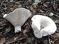 Ryzec plstnatý (Lactarius vellereus)