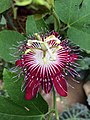 Passiflora 'Lady Margaret'