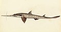 Longnose sawshark