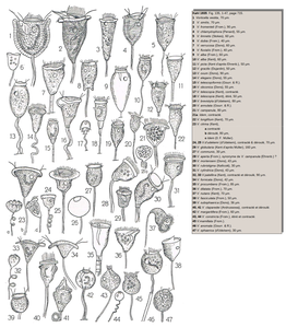 47 dessins de Vorticella (d'après Kahl, 1935).