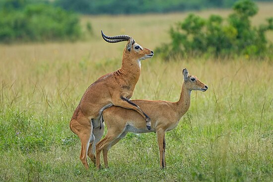 Ugandan kob