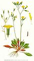 Crepis multicaulis