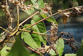 Ailanthus webworm in Ailanthus altissima tree.jpg