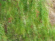 Arequipa - Canyon de Colca 123 Schinus molle 1.JPG