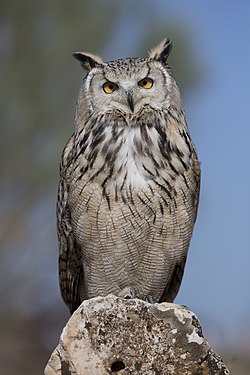 Eurasian eagle-owl