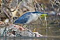 Striated Heron