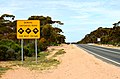 Der N1 als „Eyre Highway“ nahe Balladonia / Western Australia