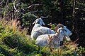 Cabras de Fløyen.