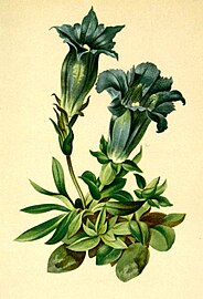 Gentiana acaulis plate in: Anton Hartinger: Atlas der Alpenflora, (1882)