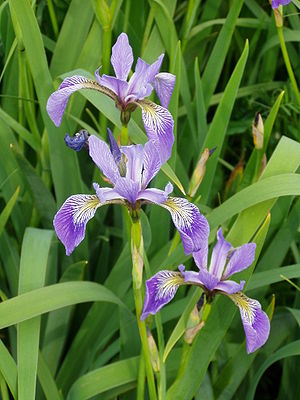 Muarklööret iris Iris versicolor