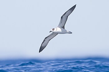 White-necked petrel