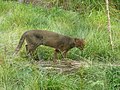 Jaguarundi Puma yagouaroundi