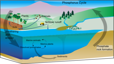 Diagram of the phosphorus cycle