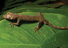 Description de l'image Pseudogekko compressicorpus (KU 330058) from 850 m on Mt. Cagua - ZooKeys-266-001-g052.jpg.