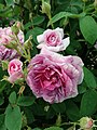 'Jenny Duval'