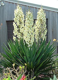 Yucca filamentosa naturalizirana na Novom Zelandu