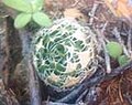 Haworthia decipiens has light green, wide, flat, semi-translucent leaves, that have prodigious bristles on the margins (less so on the bottom leaf faces).