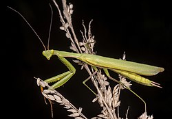 Rukoilijasirkka (Mantis religiosa)