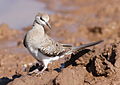 A juvenile bird at Mapungubwe