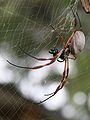 Golden orb spider